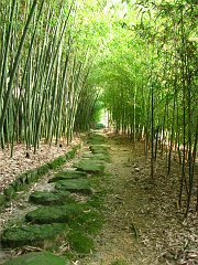 bamboo trail